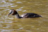 Great Crested Grebe (Podiceps cristatus) - France