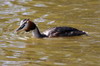 Grbe hupp (Podiceps cristatus) - France