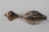 Great Crested Grebe (Podiceps cristatus) - France