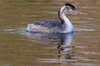 Great Crested Grebe (Podiceps cristatus) - France