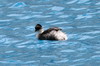 Northern Silvery Grebe (Podiceps juninensis) - Peru