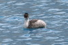 Northern Silvery Grebe (Podiceps juninensis) - Peru