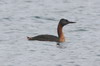 Grand Grbe (Podiceps major) - Chili