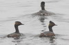 Grbe  cou noir (Podiceps nigricollis) - Afrique du Sud