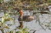 Grbe castagneux (Tachybaptus ruficollis) - Sri Lanka