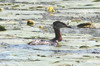 Red-necked Grebe (Podiceps grisegena) - Romania