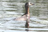 Red-necked Grebe (Podiceps grisegena) - Romania