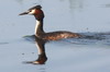 Grbe hupp (Podiceps cristatus) - Roumanie