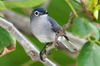 Gobemoucheron gris-bleu (Polioptila caerulea) - Mexique