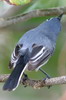 Gobemoucheron gris-bleu (Polioptila caerulea) - Mexique
