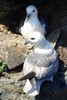 Fulmar bor�al (Fulmarus glacialis) - Irlande