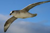 Northern Fulmar (Fulmarus glacialis) - Spitzberg