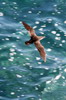 Puffin des Galapagos (Puffinus subalaris) - Iles Galapagos