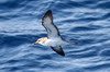 Cory's Shearwater (Calonectris borealis) - Canary Islands