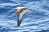 Cory's Shearwater (Calonectris borealis) - Canary Islands