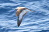 Puffin cendr (Calonectris borealis) - Iles Canaries