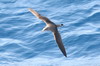 Cory's Shearwater (Calonectris borealis) - Canary Islands