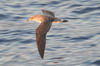 Puffin cendr (Calonectris borealis) - Iles Canaries