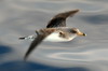 Puffin cendr (Calonectris borealis) - Iles Canaries