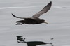 Southern Giant Petrel (Macronectes giganteus) - Argentina