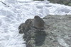 Alpine Accentor (Prunella collaris) - France