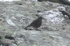 Alpine Accentor (Prunella collaris) - France