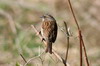 Accenteur mouchet (Prunella modularis) - France