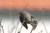 Dunnock (Prunella modularis) - France