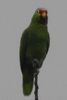 Amazone � lores rouges (Amazona autumnalis) - Costa-Rica