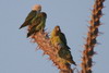 Grey-headed Lovebird (Agapornis canus) - Madagascar