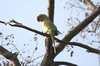 Perruche alexandre (Psittacula eupatria) - Inde