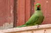 Rose-ringed Parakeet (Psittacula krameri) - India