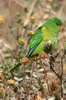Mountain Parakeet (Psilopsiagon aurifrons) - Peru