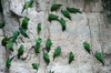 Dusky-headed Parakeet (Aratinga weddellii) - Peru
