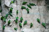 Conure de Weddell (Aratinga weddellii) - Prou