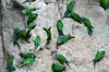 Dusky-headed Parakeet (Aratinga weddellii) - Peru