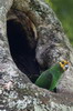 Perroquet  face jaune (Poicephalus flavifrons) - Ethiopie