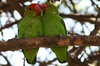 Black-winged Lovebird (Agapornis taranta) - Ethiopia