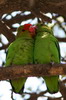 Black-winged Lovebird (Agapornis taranta) - Ethiopia