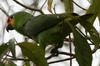 Red-lored Amazon (Amazona autumnalis) - Mexico