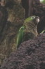 Aztec Parakeet (Eupsittula astec) - Mexico