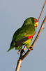 Amazone  front blanc (Amazona albifrons) - Mexique