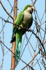 Monk Parakeet (Myiopsitta monachus) - Argentina