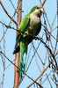 Conure veuve (Myiopsitta monachus) - Argentine