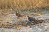 Ganga bibande (Pterocles bicinctus) - Namibie