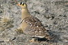 Ganga bibande (Pterocles bicinctus) - Namibie