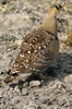 Ganga bibande (Pterocles bicinctus) - Namibie