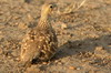 Ganga  ventre brun (Pterocles exustus) - Ethiopie