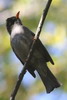 Madagascar Bulbul (Hypsipetes madagascariensis) - Madagascar