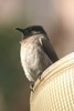 Common Bulbul (Pycnonotus barbatus) - Egypt